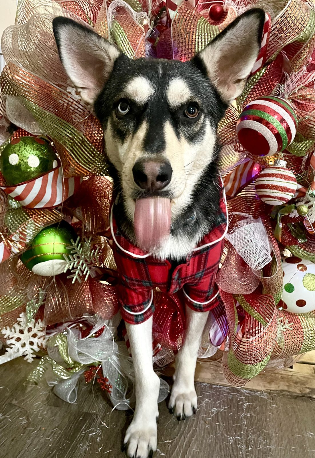Franklin, Huskey mix