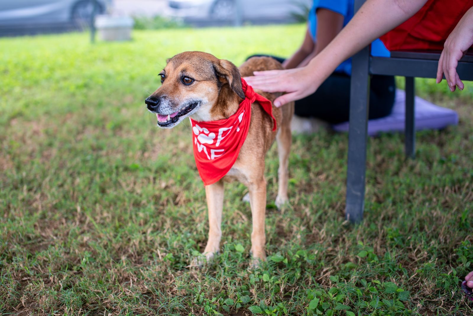 Ready for adoption