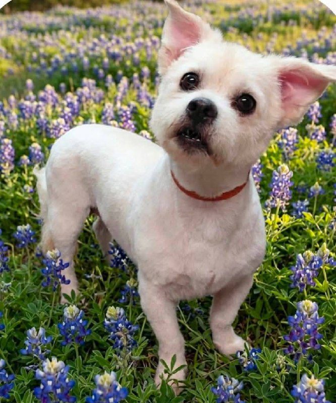 Daisy & Luna, Shih Tzu mix