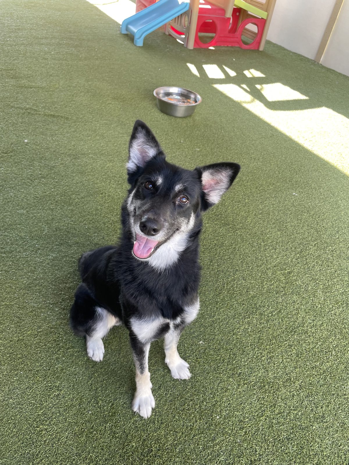 Maverick, Australian Shepherd mix