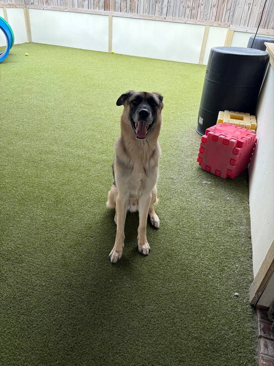 Bear, German Shepherd