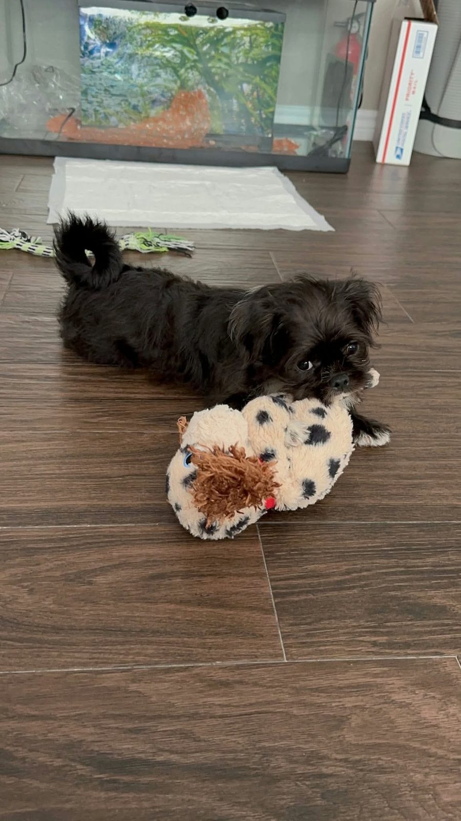 Bridget, Shih tzu mix
