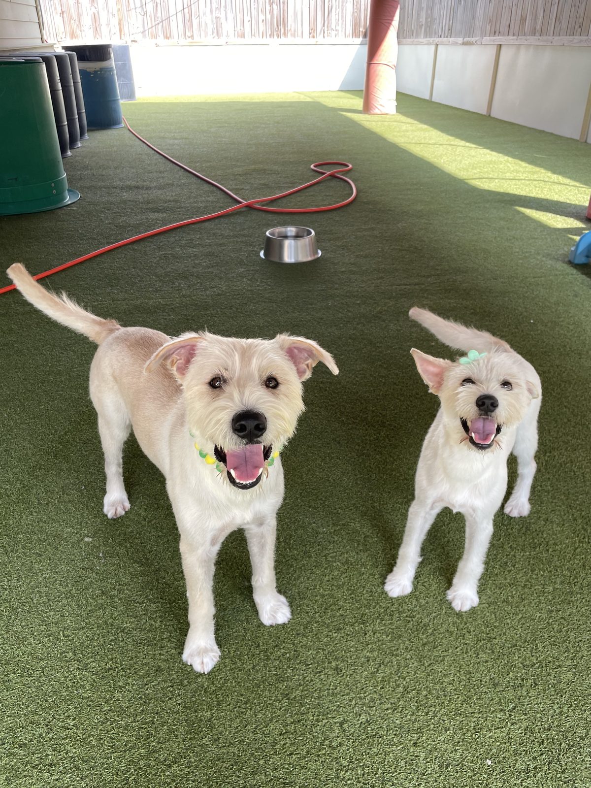 Olivia and Oliver, Schnauzer Mix
