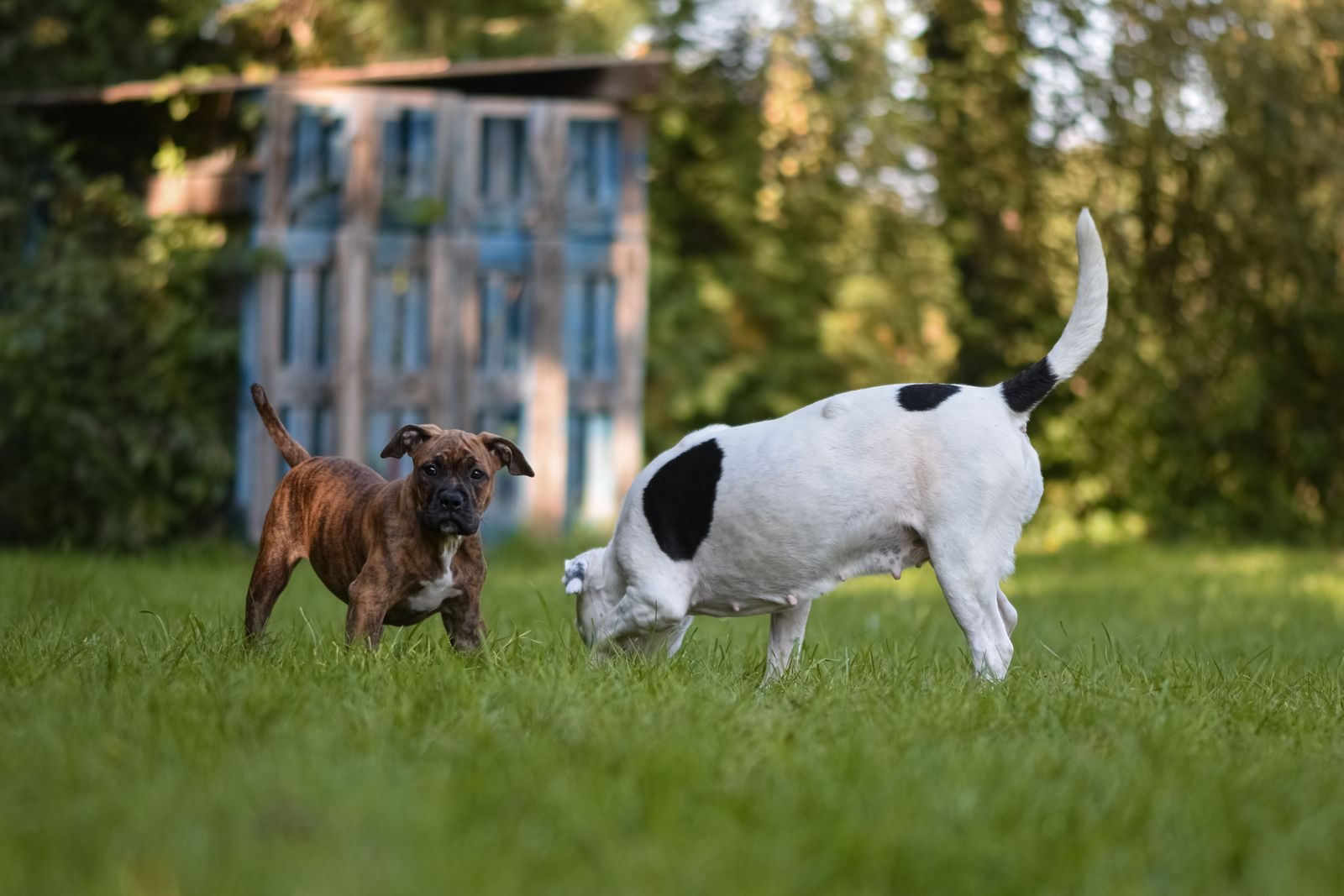 Playtime